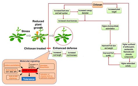 Agriculture Free Full Text Mechanism Of Plant Growth Promotion And