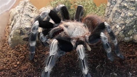 Nhandu Chromatus Tarantula Spider Youtube