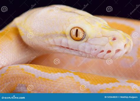 Retikulierte Pythonschlange Des Albinos Malayopython Reticulatus