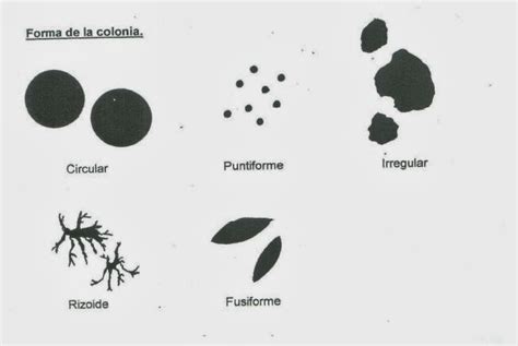 Capacitando MorfologÍa De Las Colonias Bacterianas