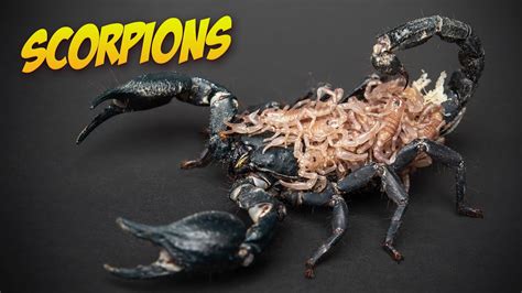 Secrets Of Scorpions 10 Astonishing Truths Revealed YouTube