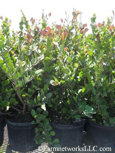 Red Tip Cocoplum Hedge South Florida Nursery Hedge Plants Miami Beach Hedges Homestead