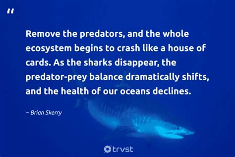 40 Shark Quotes About the Revered Predator of The Ocean (2024)