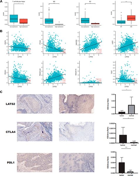 Frontiers Identifying Lats2 As A Prognostic Biomarker Relevant To