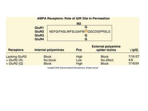 Similar structure of ionotropic receptor subunits - ppt download