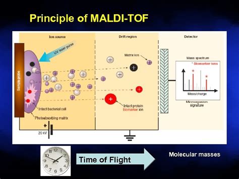 Maldi Tof Matrix Assisted Laser Desorption Ionization Time