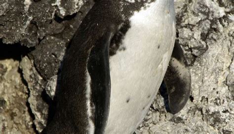 The 18 Best Penguin Species (All Of Them) - The Dodo