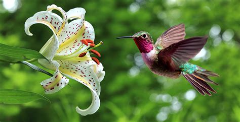 Hummingbirds in the Garden - Fifty-Five Plus Magazine