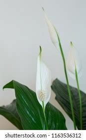 Peace Lily House Plant Close Stock Photo 1163536312 | Shutterstock