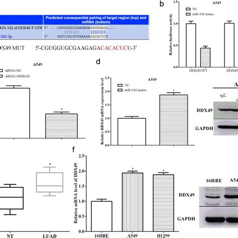 Mir Regulated The Expression Of Ddx Through Directly Targeting