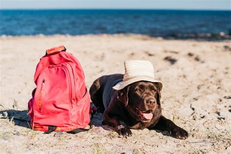 Cachorro Preto Se Divertindo Na Praia Foto Premium