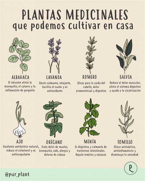 Las Mejores Plantas Medicinales Para Aliviar La Tos Seca De Manera