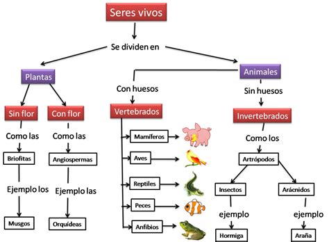 Mapa Conceptual De Los Seres Vivos Gu A Paso A Paso The Best Porn Website