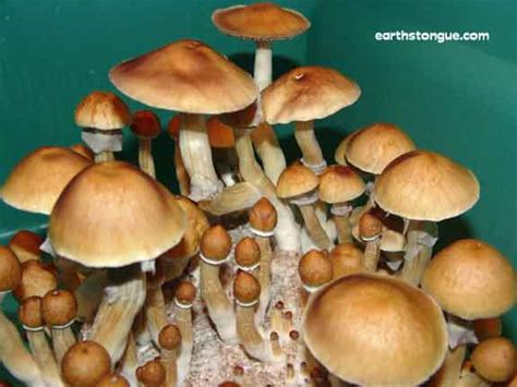 Psilocybe cubensis Cambodia GATUNKI i ODMIANY ENTEOGENNYCH GRZYBÓW