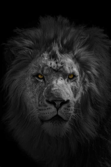 African Lion Stock Photo Image Of Mane Looking Power 40086530