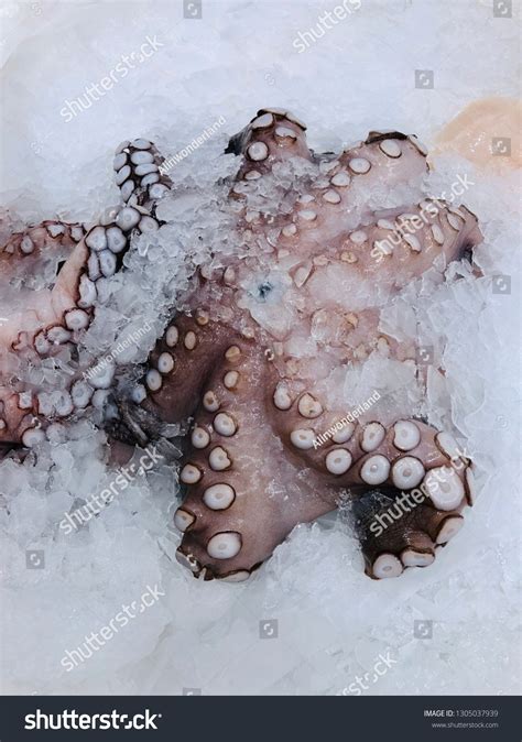 Fresh Octopus On Ice Frozen Octopus Stock Photo 1305037939 Shutterstock