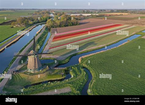 Netherlands Windmill Tulip Hi Res Stock Photography And Images Alamy