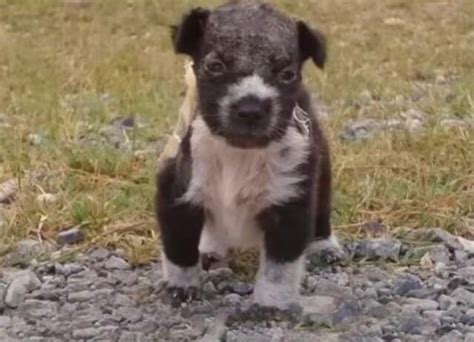 Come Togliere I Peli Del Cane Dal Bucato Metti Questo Oggetto In