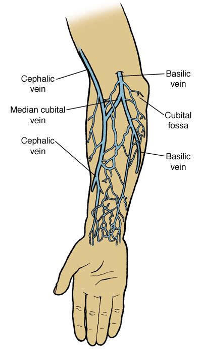 Arteries Diagram Arm Thumb Vein Shoulder Human Anatomy Png Clipart