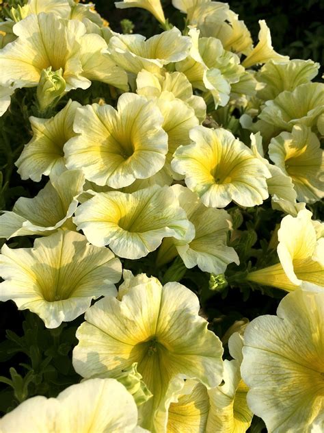 Blossoms Yellow Mini Petunias Free Photo On Pixabay Pixabay