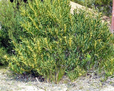 Sydney Golden Wattle Climatewatch Australia Citizen Science App