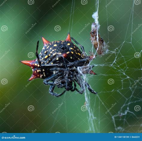 Crab Like Spiny Orb Weaver With Prey Stock Image Image Of Crab Garden 134118739