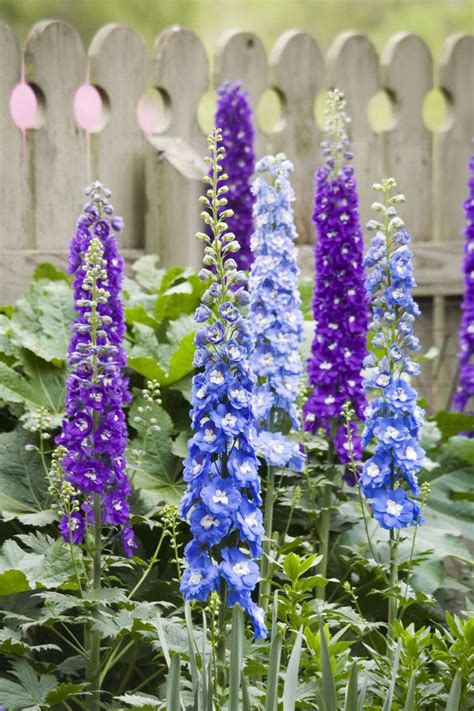 25 Breathtaking Blue Flowers For Your Garden