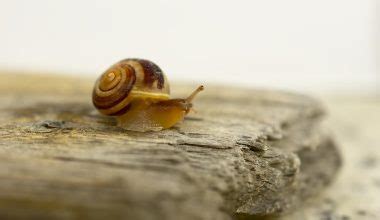 How Do Snails Reproduce Research Reveals Slimy Facts