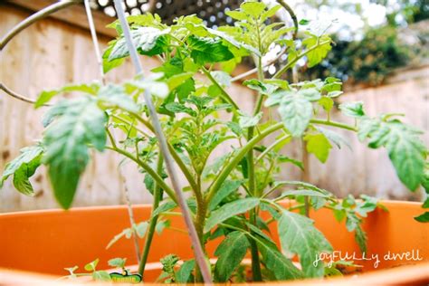 Container Tomatoes – joyfullydwell