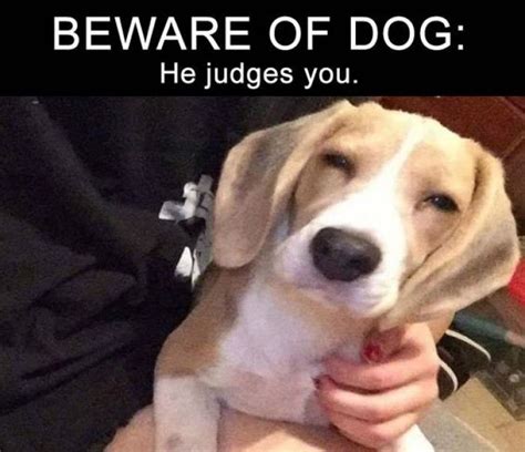 Beware Of The Dog Dog Memes Funny Animal Memes Animal Memes