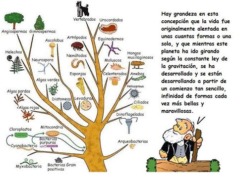 Actividad Ciencias Evolucion De Los Seres Vivos Explica Que Relacion