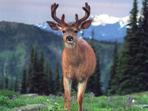 wildlife animals  joseph cornwall blog