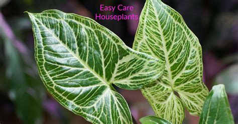 Syngonium Batik Care Easy Care Houseplants