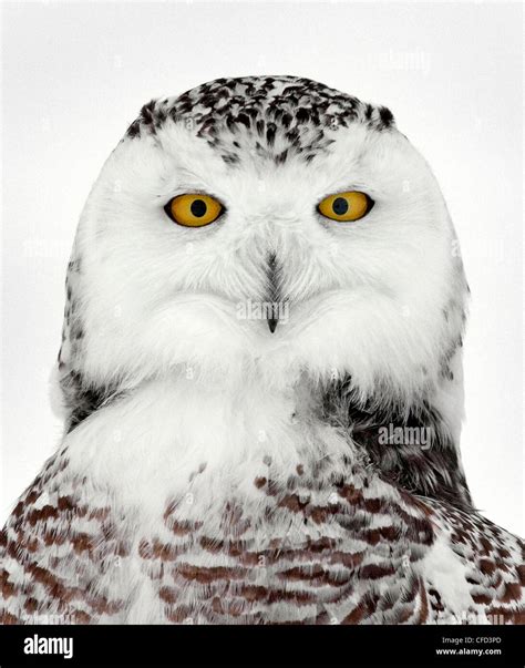 Snowy Owl Portrait Ottawa Canada Stock Photo Alamy