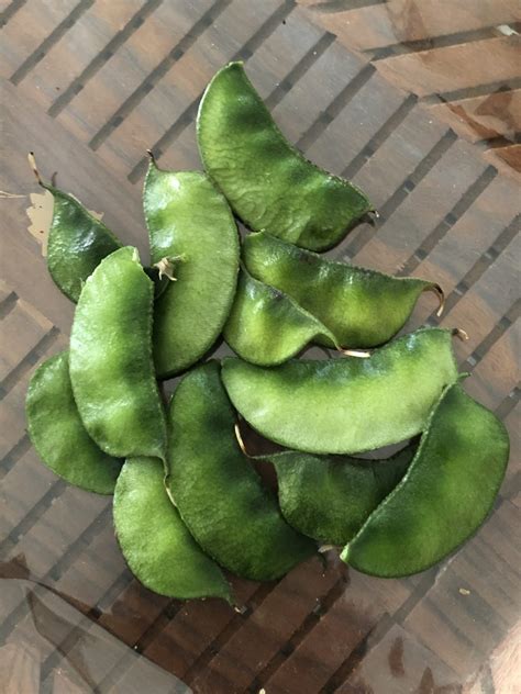 Organic Lablab Bean Vine Variety Indian Bean Avarakkai Local Seeds