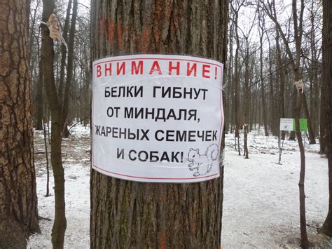 Не кормите белок собаками | Пикабу