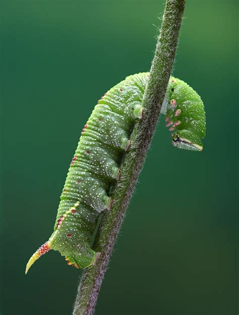 9 best Moth Larvae images on Pinterest | Butterflies, Caterpillar and Bugs