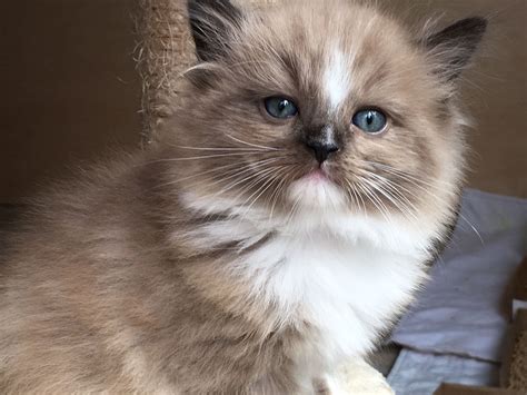 RagaMuffin Kitten of Sweetlilpaws