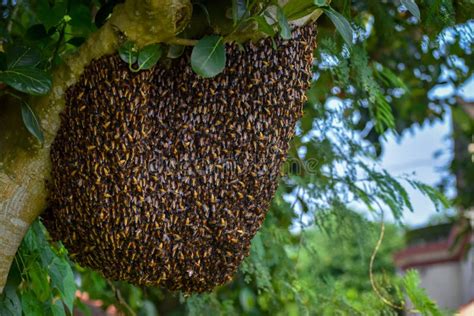 6716 Bee Hive Tree Stock Photos Free And Royalty Free Stock Photos