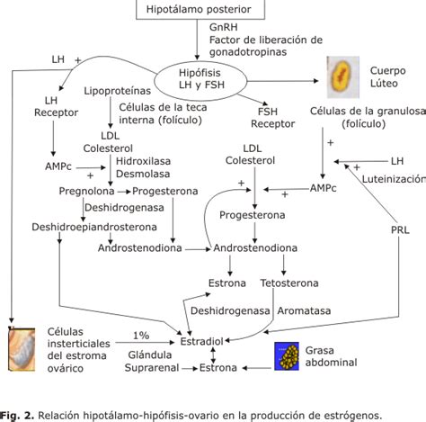 17 Beta Estradiol Valores De Referencia