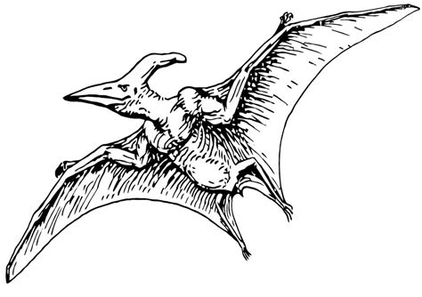 Desenhos De Pterod Ctilo Para Colorir E Imprimir Colorironline