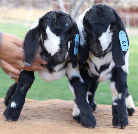 Blackwhite Dappled And Spotted Boer Goats For Sale In Ausitn Co Boer