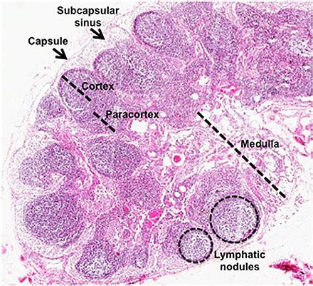 Cells And Organs Of Immune System Flashcards Quizlet