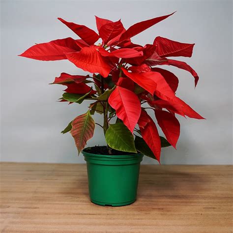 Poinsettia P Bico De Papagaio Pituca Flores