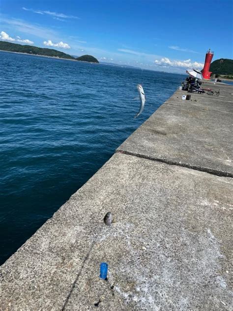 加太港 和歌山県 加太漁港 サビキ カマス 陸っぱり 釣り・魚釣り 釣果情報サイト カンパリ