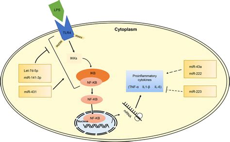 Mirna Dysregulation Of Inflammatory Process In Nec Pathogenesis