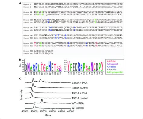 Glutamine Synthetase Gs Is Phosphorylated By Protein Kinase A Pka