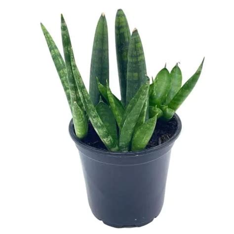 Bird S Nest Snake Plant Green Striped Variegated Snakeplant