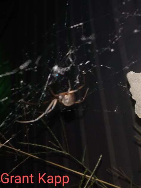 Unidentified Spider In Greenville South Carolina United States