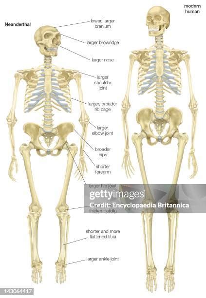 90 Neanderthal Skeleton Stock Photos, High-Res Pictures, and Images ...